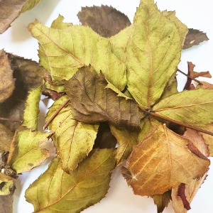 블랙라즈베리 잎 50g (Rubus Occidentalis Leaf) 국산-청주